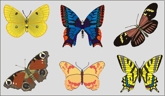 Papillons -3-